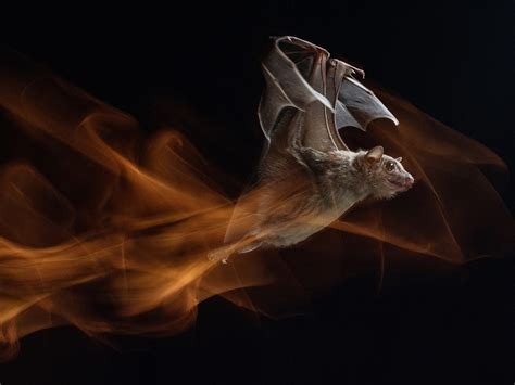 'Bag of Chips' Effect: Bats Eavesdrop on Other Bats to Find Food | National Geographic