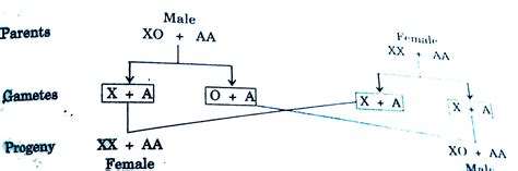 Explain The Mechanism Of Sex Determination In Insects Like Drosophila