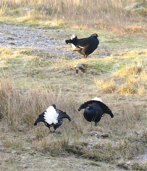 We Bird North Wales Recent Anglesey And North Wales Bird News And Photos