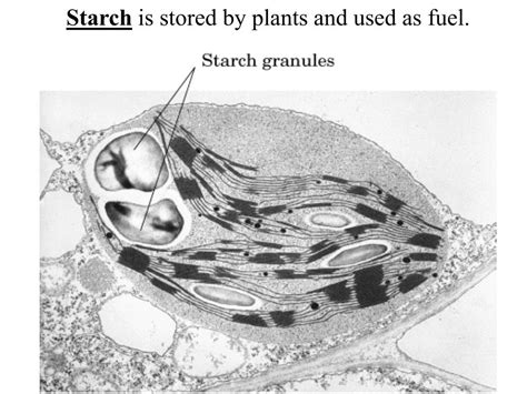 chapter  carbohydrates powerpoint