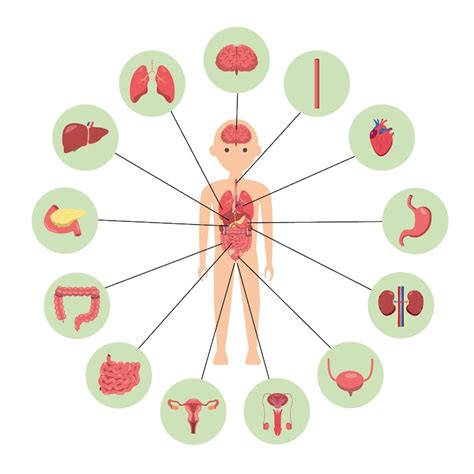Um diagrama do corpo humano com os órgãos rotulados, bem como os órgãos ...