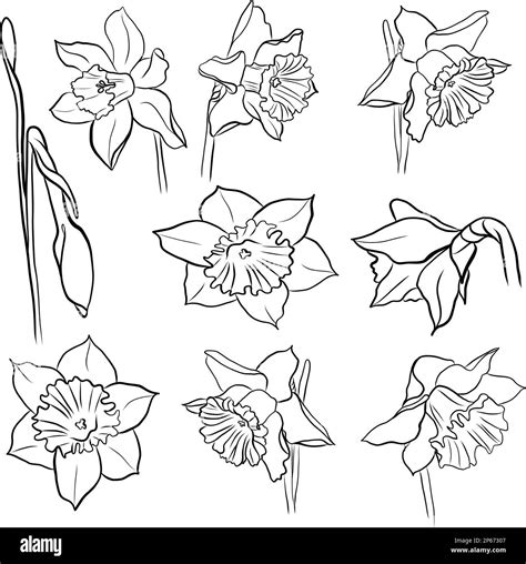 Vector Drawing Daffodils Flowers And Buds Stock Vector Image And Art Alamy
