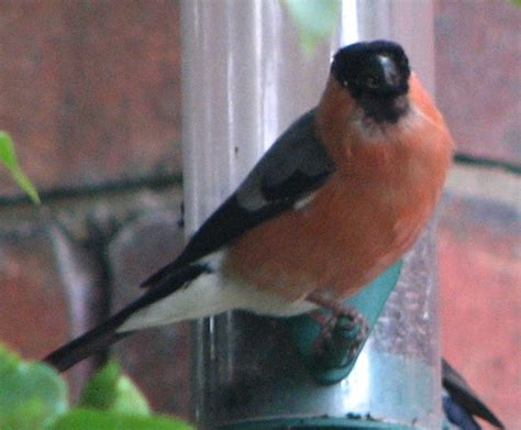 Bullfinch