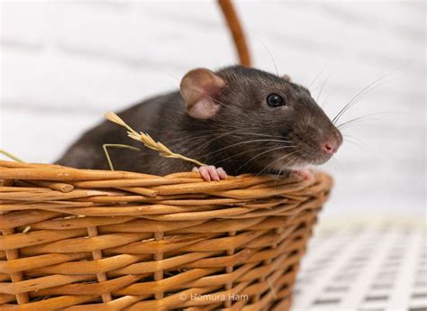 Крыска-Лариска | Rats, Fancy rat, Dumbo rat