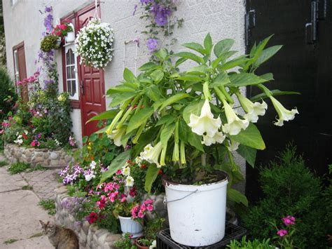 Brugmansia CANDIDA "White Angel" или Бругмансия Древесная (семена)