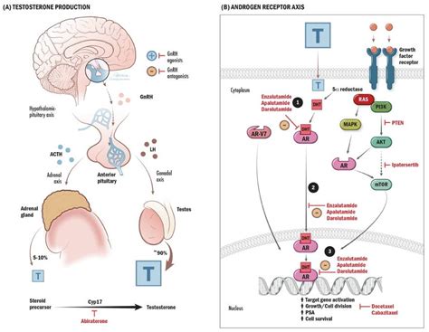 Current Oncology Free Full Text Emerging Biomarker Guided Therapies