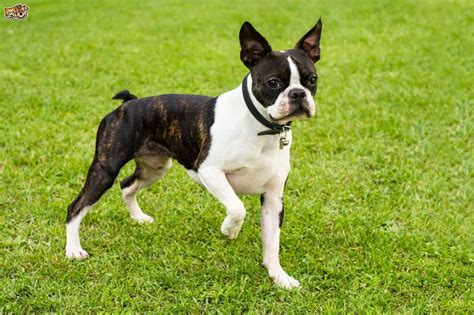 Boston Terrier Breeders In New England | PETSIDI