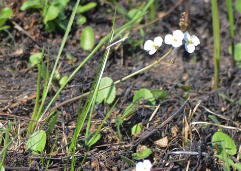 Grass Leaved Arrowhead Adirondack Research Guidebook Inaturalist