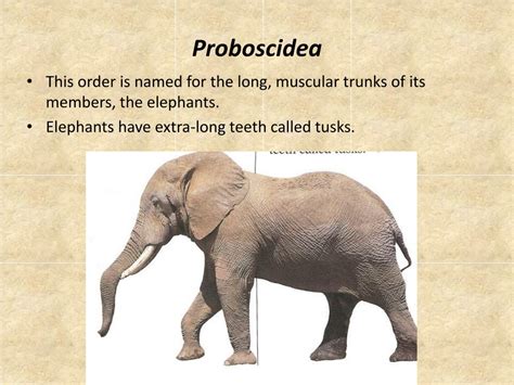 diversity  mammals powerpoint