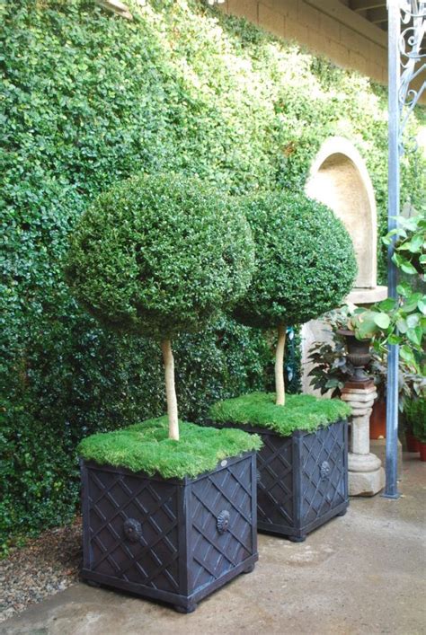 boxwood topiary | Deborah Silver & Co. | Container plants, Topiary ...