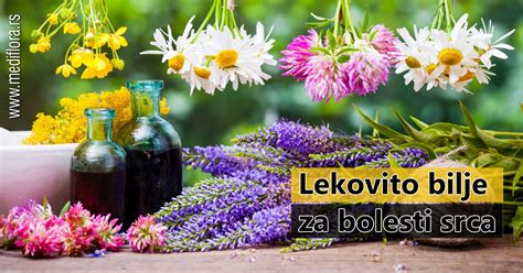 Lekovito Bilje Za Bolesti Srca Mediflora