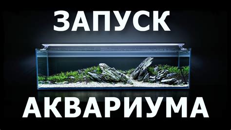 Запуск аквариума все варианты|лайФФсейшин - YouTube