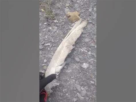 крыло гуся из гаража - YouTube