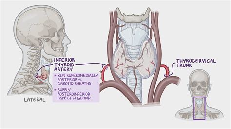 Thyroid Gland Location Informacionpublica Svet Gob Gt