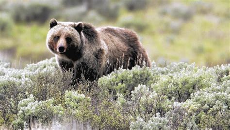 California The Next Grizzly Habitat Some Want To See It Happen Los