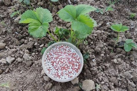 Удобрения в лунку при посадке клубники весной и осенью