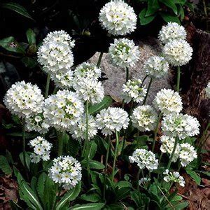 Примула мелкозубчатая "Alba" Альба купить в питомнике растений с ...