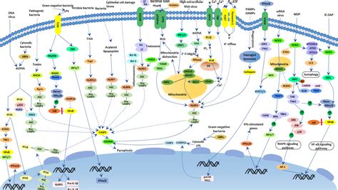 NOD Like Receptor Signaling Pathway CUSABIO