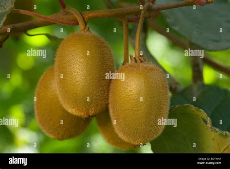 Kiwifruit New Zealand Hi Res Stock Photography And Images Alamy