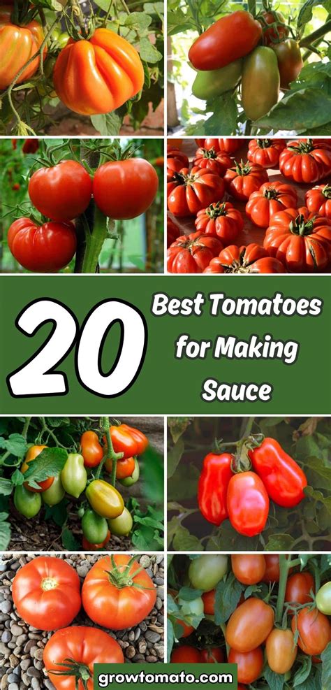 20 Best Tomatoes for Making Sauce - Tomato Garden