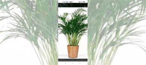 Пальма Хамедория купить в Йошкар-Оле | Товары для дома и дачи | Авито