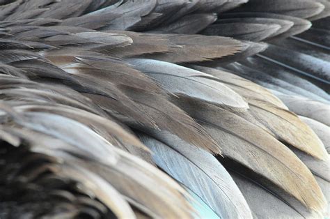 Dusted Pelican Feathers Photograph by Suzanne Rogers | Fine Art America