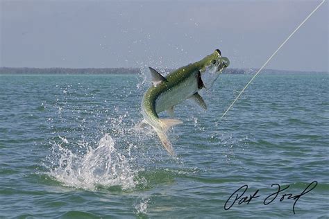 Tarpon Fishing Florida Secrets Skiff Life