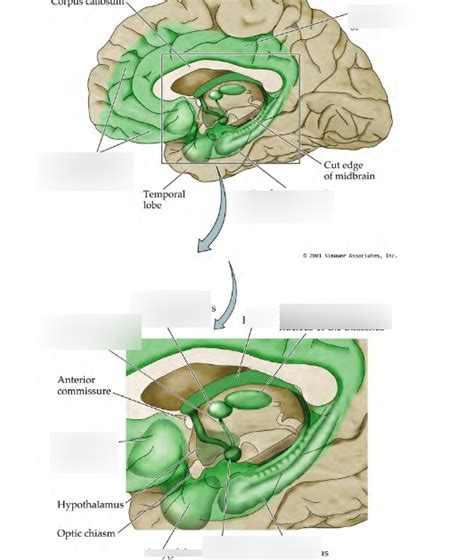 papez circuit and modern limbic system Diagram | Quizlet