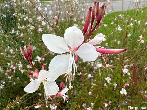 White Gaura Plant Care – Gaura Plant Care – NYSNIB