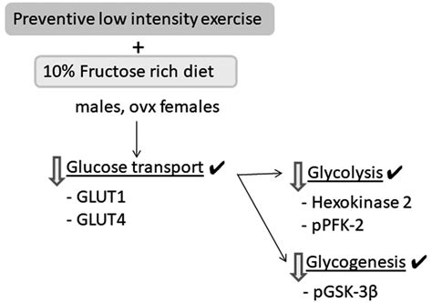 Schematic presentation of the hypothesis. GLUT1, glucose transporter... | Download Scientific ...