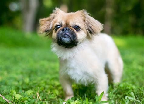 15 Smallest Teacup Dog Breeds Too Cute To Resist - Marvelous Dogs