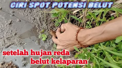 WOW SPOT POTENSIAL UNTUK BELUT BELUT MONSTER KELAPARAN YouTube