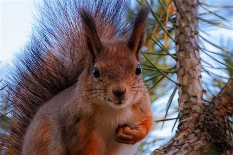 Белка / Squirrel | Животные, Белка, Природа