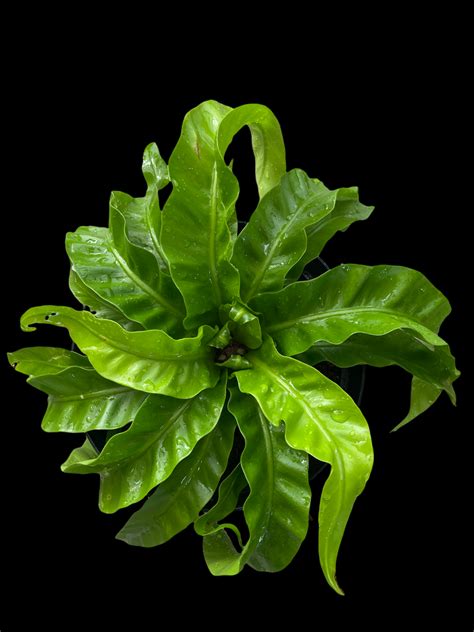 Fern Asplenium Hurricane Jordans Jungle