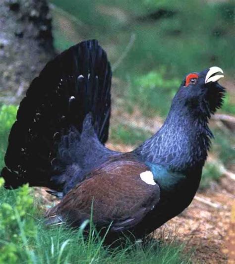 Pin Von Urve Villem Auf Linnud Tiere Wildvogel Auerhahn