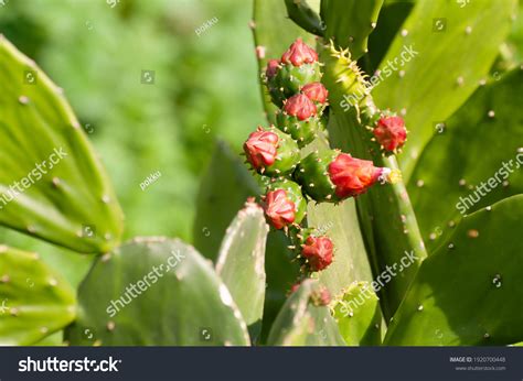 7 Opuntia Matudae Images Stock Photos And Vectors Shutterstock