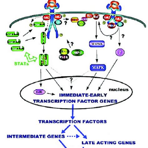 Pdf Testosterone Prolactin And Oncogenic Regulation Of The Prostate