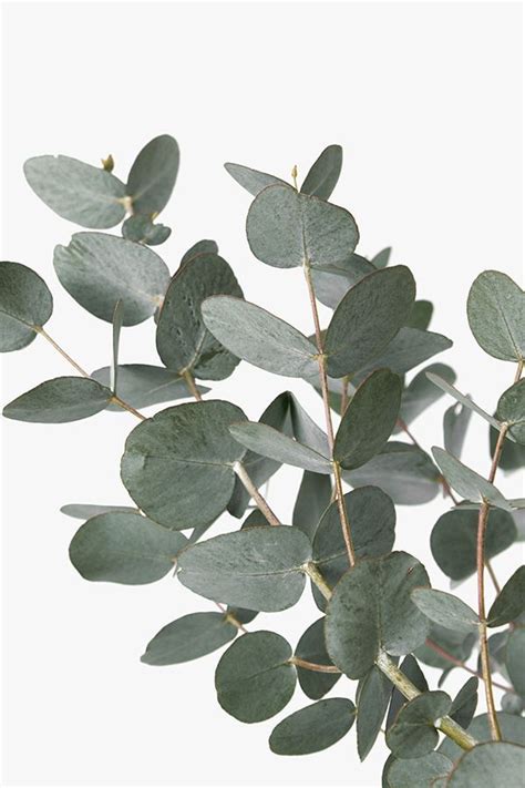 Eucalyptus Print Artwork Large Wall Artprint Botanical Print