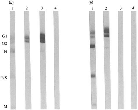 Western Blot Analysis Of Newly Generated Anti Glycoprotein Mabs In Download Scientific Diagram