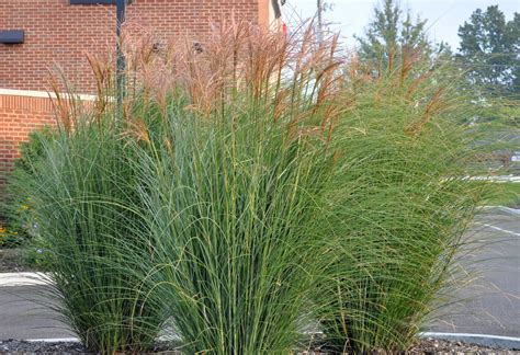 Pin by Millcreek Gardens on Ornamental Grasses | Ornamental grasses, Shade grass, Grasses ...