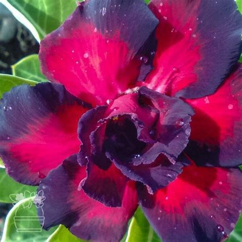 Адениум обесум BLACK RAHU – купить за 1 200 ₽ | ADENIUMLAND