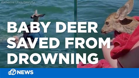 Man Saves Baby Deer From Drowning In Lake Youtube