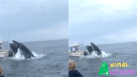 Humpback Whale Capsizes Boat Off New Hampshire Coast Animal Awesome
