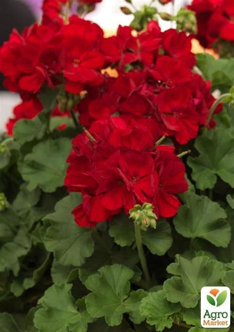 Пеларгонія ампельна "Ivy Deep Red" (контейнер № 10, висота 10-20 см ...
