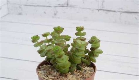 Crassula Marnieriana (Крассула Марнье) (SCT28854) купить | Растения ...