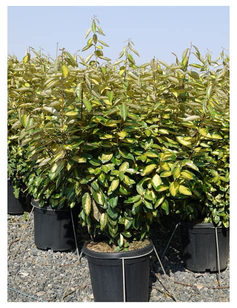 Elaeagnus Ebbingei Limelight Chalef Panach