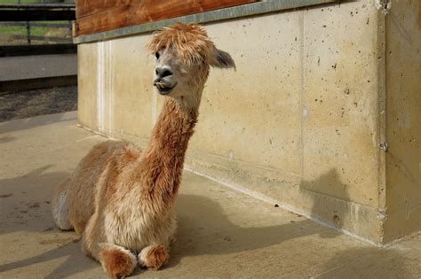 Alpaca Mammal Pako Free Photo On Pixabay Pixabay