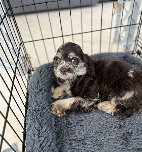 Dog for Adoption - Beverly, a Cocker Spaniel in Chicago, IL | Alpha Paw