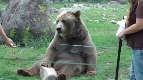 Добрый мишка. - YouTube