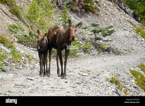 Female Moose With Calf In Kananaskis Country Canada Stock Photo Alamy